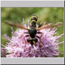 Conops flavipes - Dickkopffliege m01.jpg